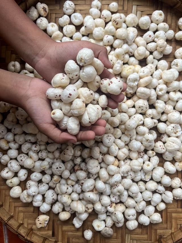 Hands holding white makhana over a woven basket