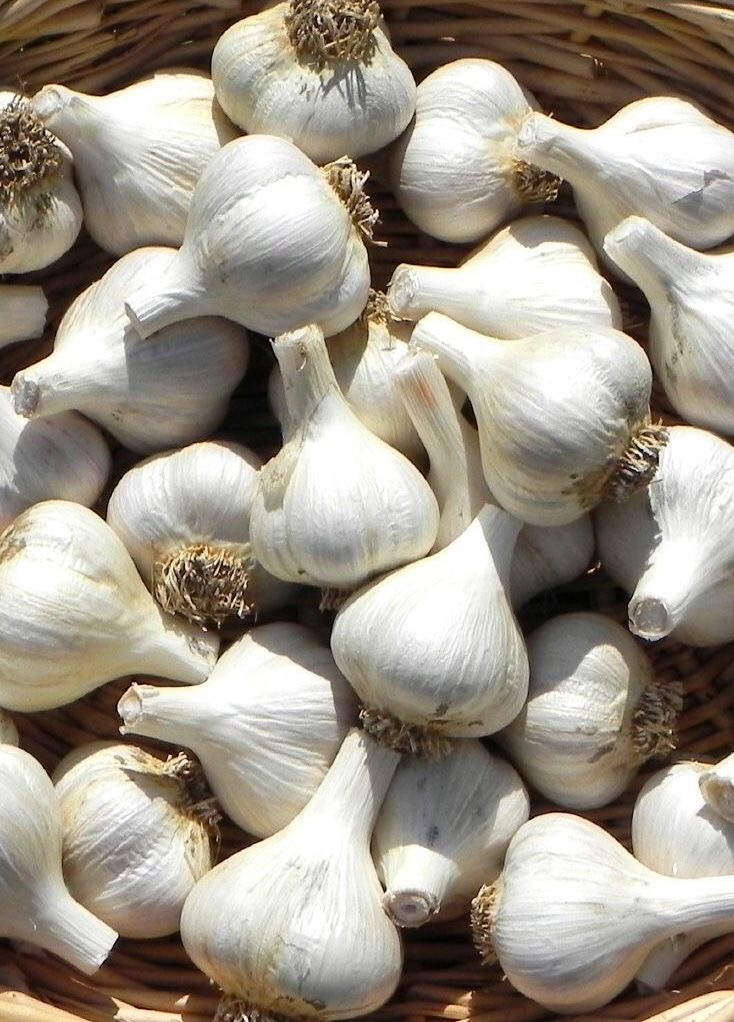 Fresh whole white garlic bulbs in a woven basket